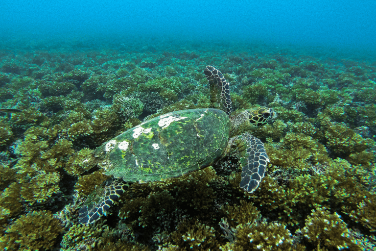 Depuis Santa Catalina : Excursion en bateau dans le parc national de Coiba