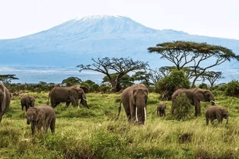 Kenia: 6 Tage Spirit of Kenya Tented Tour