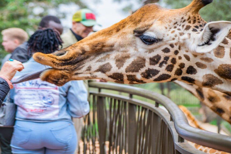 Nairobi National Museum, Giraffe Centre & Bomas of Kenya