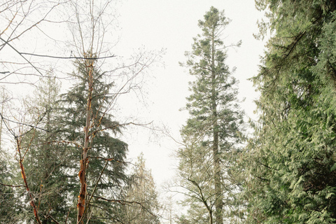 Vancouver Tree Climbing Tour: Canopy Expedition Adventure