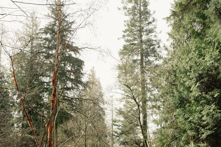 Vancouver Tree Climbing Tour: Canopy Expedition Adventure