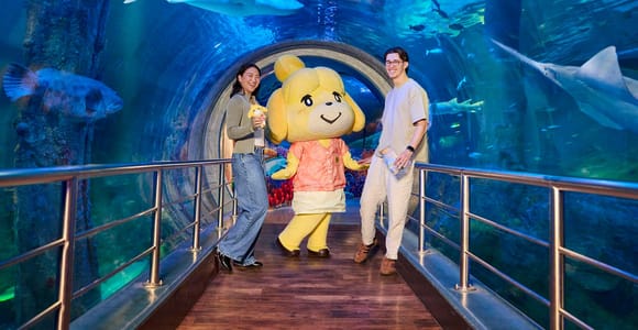 Large fish swimming through blue water above visitors in an aquarium tunnel