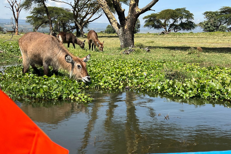 "Lake Naivasha Day Trip & Scenic Boat Ride Adventure"