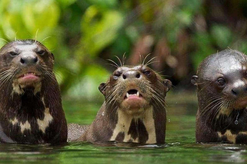 Depuis Tambopata : Randonnée dans la jungle amazonienne et lac Sandoval 1 jour