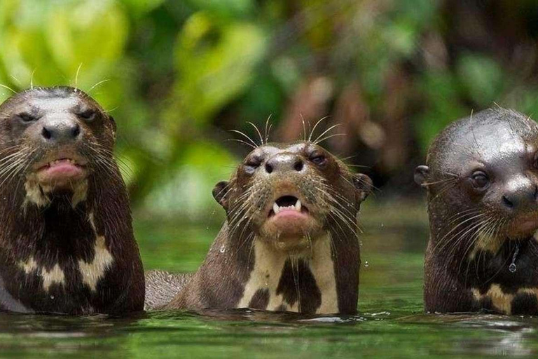 Depuis Tambopata : Randonnée dans la jungle amazonienne et lac Sandoval 1 jour