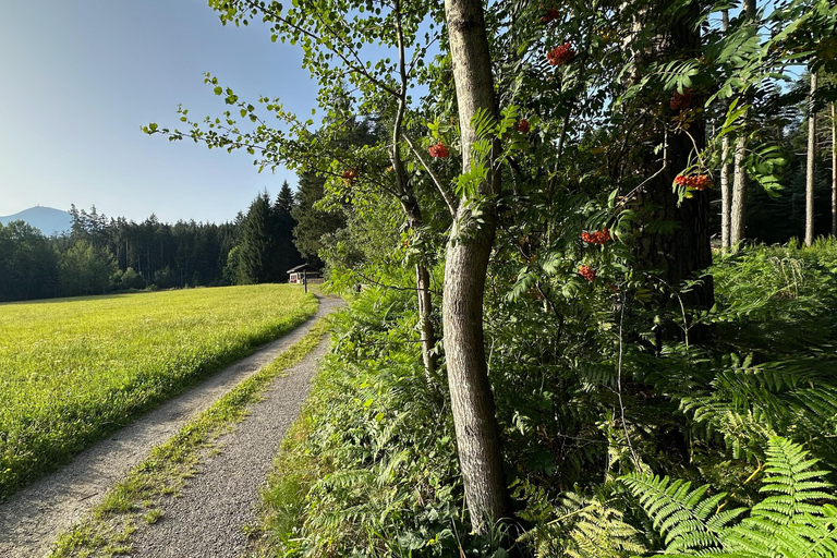 La forêt comme salle d&#039;évasion pour toute la famille