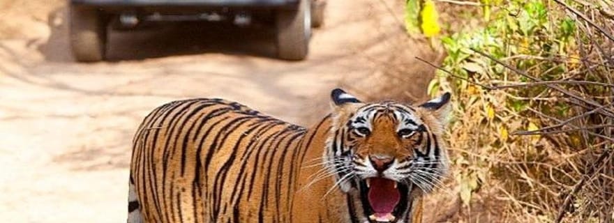 Depuis Jaipur : safari en jeep au parc national de Ranthambore
