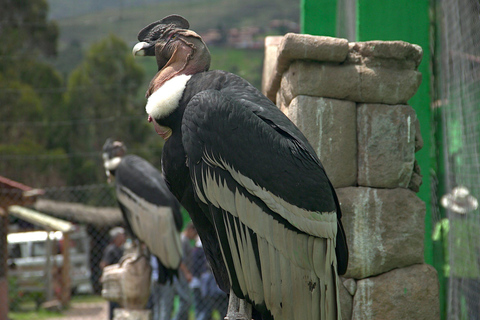 Visite du sanctuaire animalier de Cochahuasi avec un animal sauvé