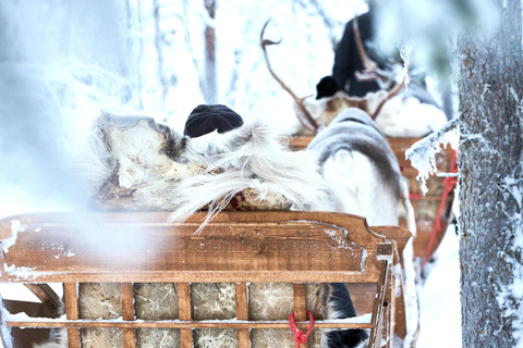 Levi: Reindeer Sleigh Ride 600m in Enchanting Forest