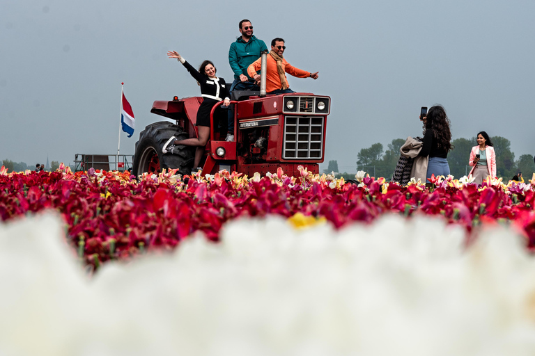 From Amsterdam: Tulip Experience and Tulip Fields Tour 4-hour tour Tulip Experience