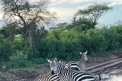 Mombasa: 5-Day Safari- Amboseli, SaltLick, Ziwani & Ngutuni