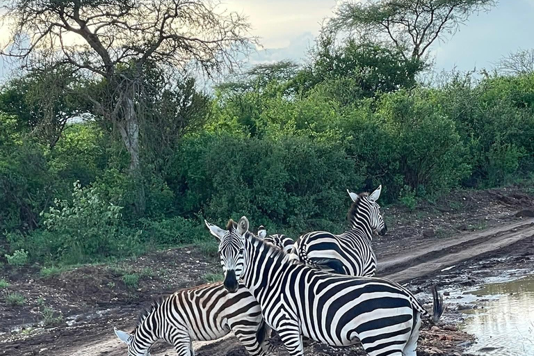 Mombasa: 5-Day Safari- Amboseli, SaltLick, Ziwani & Ngutuni