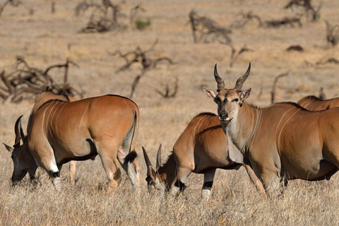 Arusha: 8-Day Serengeti Migration Safari Tour