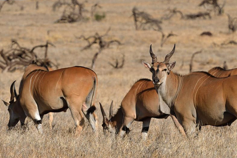 Arusha: 8-Day Serengeti Migration Safari Tour