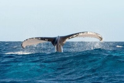 From Punta Cana: Whale Watching and Montana Redonda Tour From Bayahibe