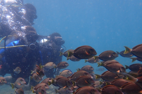 Dive in Corals at Porto da Barra Beach in Salvador-Bahia Beach diving in Corais