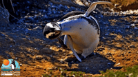 Punta Tombo, Shore Excursion for cruise passengers - Housity