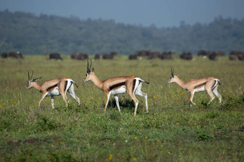 Nairobi nationalpark David Sheldrick Giraffcenter