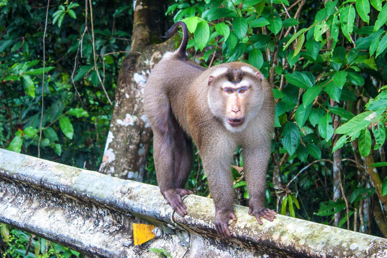 From Bangkok: Khao Yai National Park Day Trip