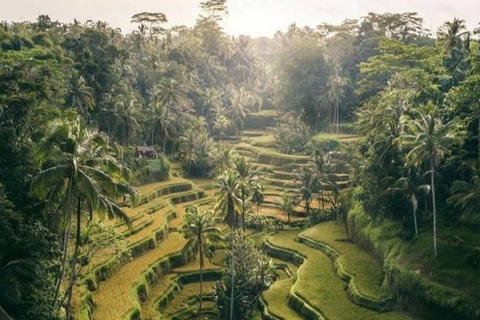 Bali: Private Mt. Batur Sunrise Jeep & Ubud Combo Experience Private Jeep Sunrise only