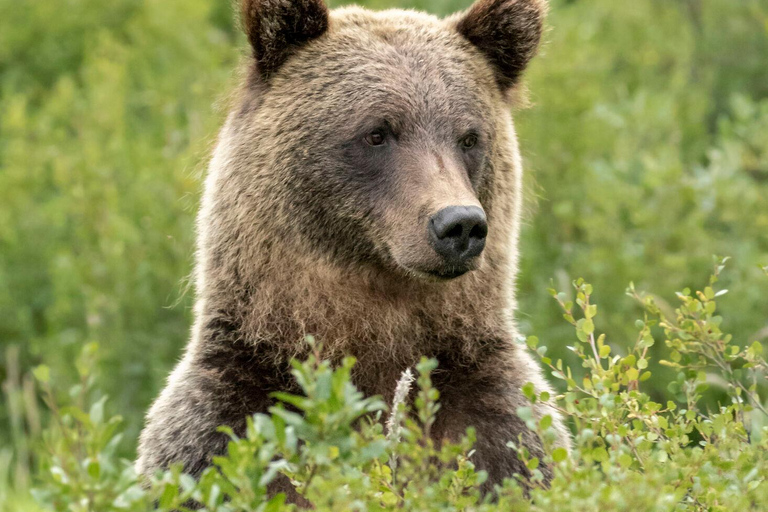 Banff: Guided Nature Walk with Bear Country Safety Tips