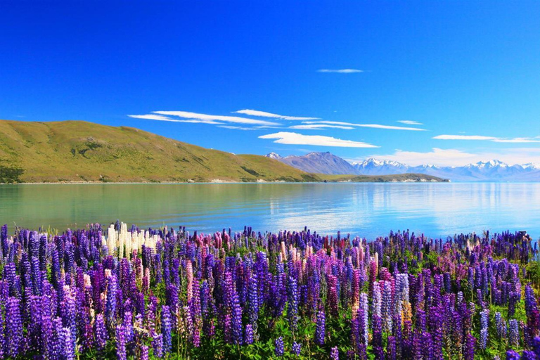 (MT) Mount Cook & Lake Tekapo dagtocht vanuit ChristchurchVanuit Christchurch: Mount Cook hoogtepunten busreis