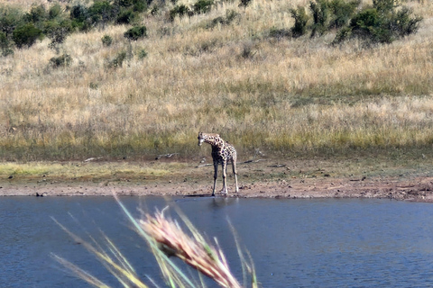 Johannesburg: Pilanesberg Nature Reserve Overnight Safari