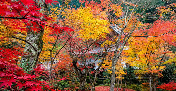 Kyoto: Hidden Fall Foliage, Ieyasu’s Tomb & Ichijoji Ramen