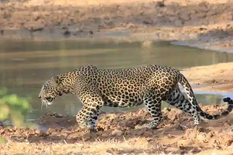 Van: Ella - YALA Safari - Afzetten: Arugam Bay / Arugambay