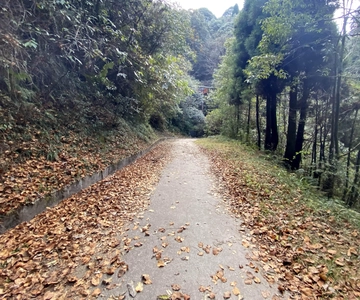 Darjeeling Senchal Wildlife Sanctuary Sonada Hike - 1 Day