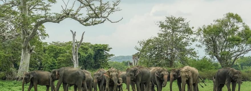 Depuis Sigiriya : safari en jeep à la découverte des éléphants du parc national de Kaudulla