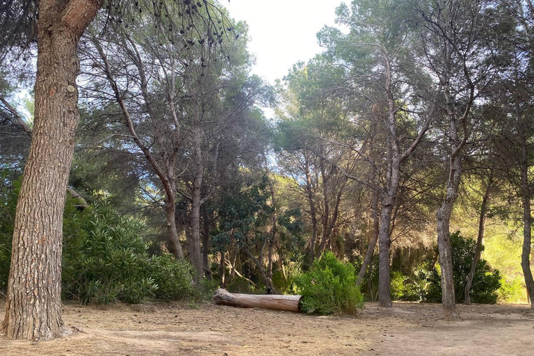 Valencia: Tour guidato in bicicletta del lago Albufera