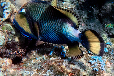 Lombok: Gili Meno Turtle Snorkeling Trip with Photos