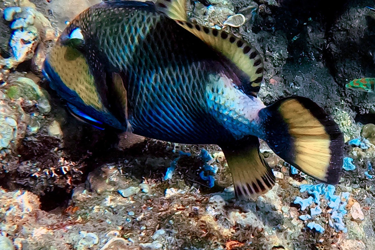 Lombok: Gili Meno Turtle Snorkeling Trip with Photos