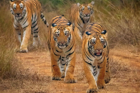 From Delhi: Multiday Golden Triangle Tour with Tiger Safari 4-days Golden Triangle Tour without Hotel