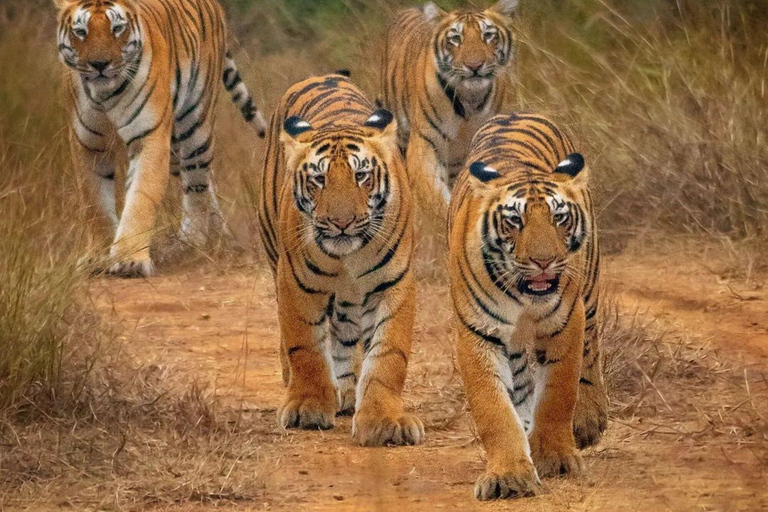 From Delhi: Multiday Golden Triangle Tour with Tiger Safari 4-days Golden Triangle Tour without Hotel