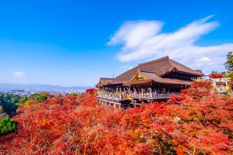 Osaka: Kiyomizu, Fushimi Inari, Nara & Gion Private Sightseeing Tours