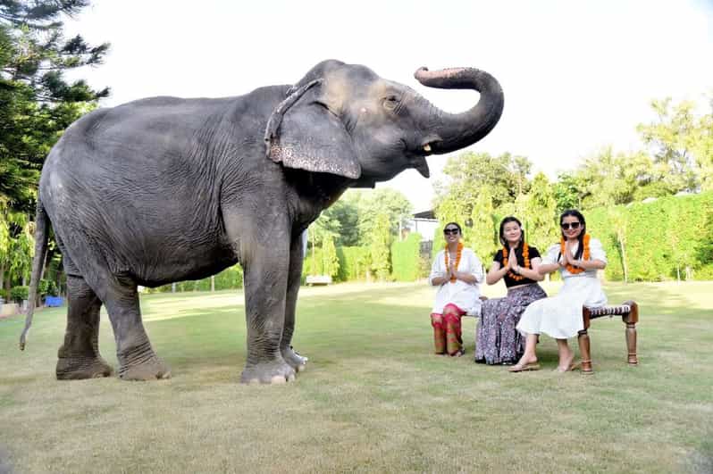 Full day Jaipur elephant safari tour (elephant village)
