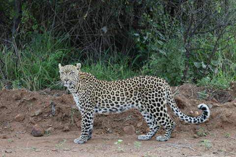 Pilanesberg full safari including lunch and transportation