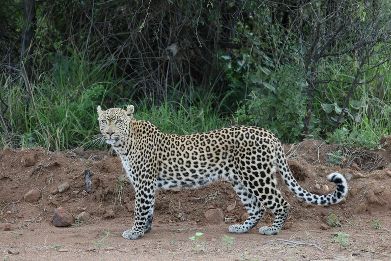 Pilanesberg full safari including lunch and transportation