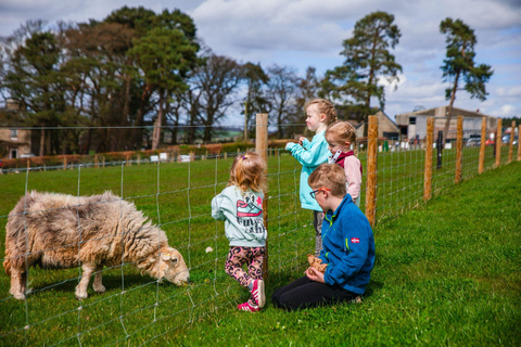 Edinburgh: Highland Cow Farm Experience with Transfer