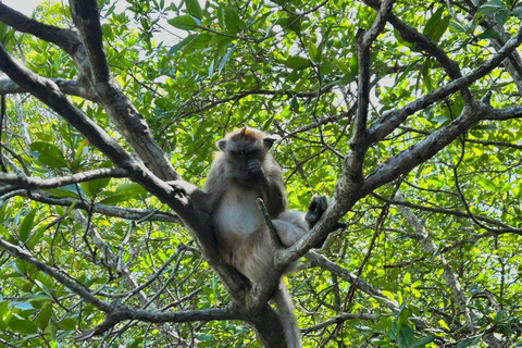 Langkawi: Mangrove Cruise with Eagle Feeding & Beach Swim 3 Hour estimated Mangrove+Beach Swim