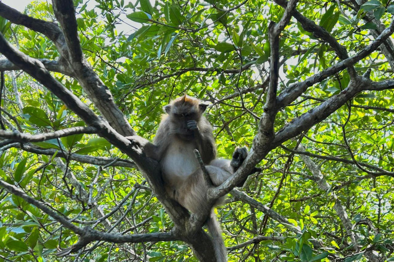 Langkawi: Mangrove Cruise with Eagle Feeding & Beach Swim 3 Hour estimated Mangrove+Beach Swim