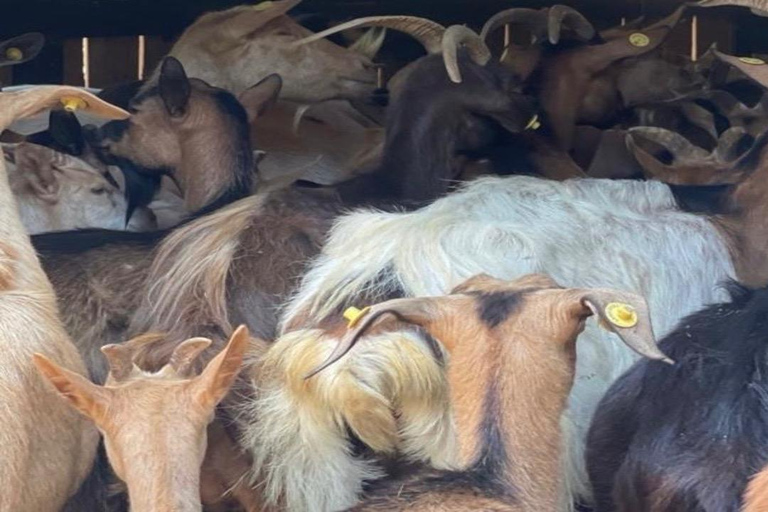 From Tirana/Durres:Wine Tasting,Cooking Class & Goat Milking From Durres or Golem: Wine Tasting Only Included.