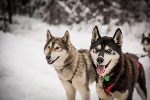 Fairbanks, AK: Halvedaagse tour &quot;Rijd je eigen hondenteam&quot;.