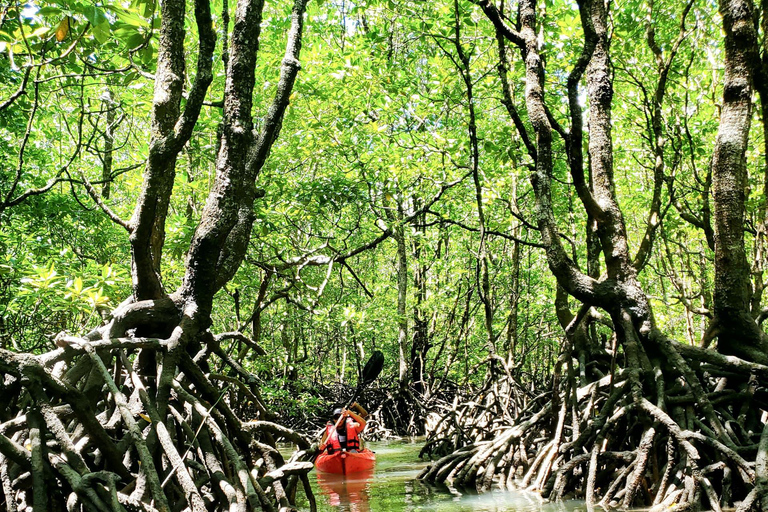 Langkawi : Tour delle mangrovie in kayak con pranzo (mattina)