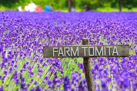 Furano & Biei Lavender & Wheat Fields Tour from Sapporo Sapporo TV Tower Departure (Without Lunch)