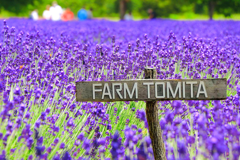Furano & Biei Lavender & Wheat Fields Tour from Sapporo Sapporo TV Tower Departure (Without Lunch)