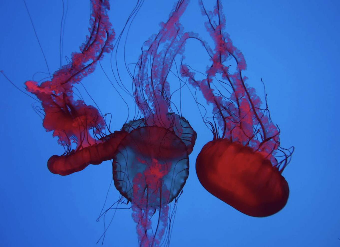 Ripley's Aquarium: Adgang til hajer efter mørkets frembrud (efter kl. 17)