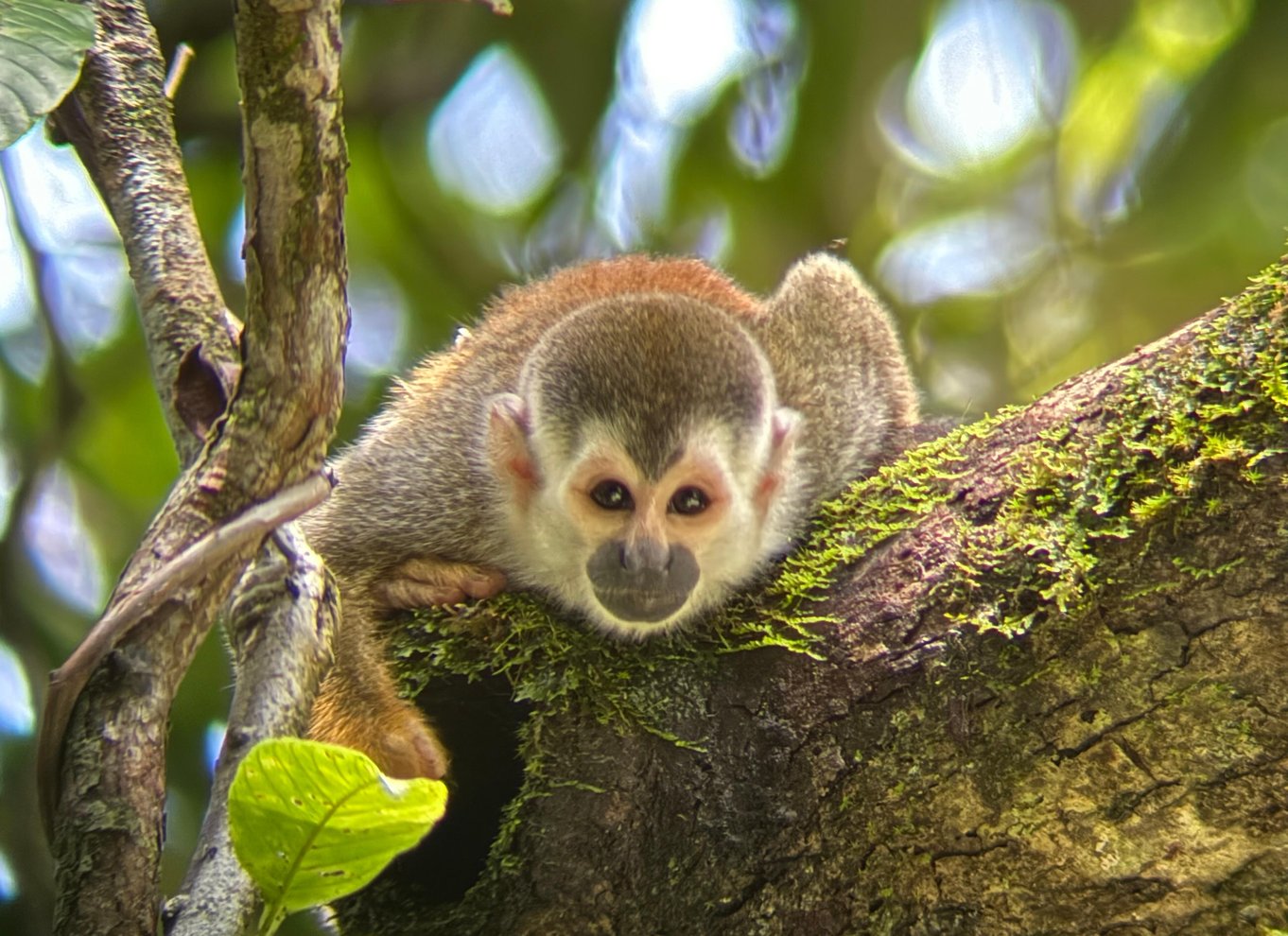 Manuel Antonio Nationalpark: Guidet tur med ENTRÉ INKLUDERET